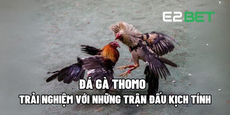 Đá Gà Thomo: Trải Nghiệm Những Trận Đấu Kịch Tính Và Cảm Giác Mạnh 12 da ga thomo 1