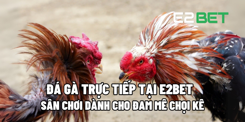 Đá Gà Trực Tiếp E2BET: Sân Chơi Dành Cho Người Đam Mê Chọi Gà 11 da ga truc tiep 1